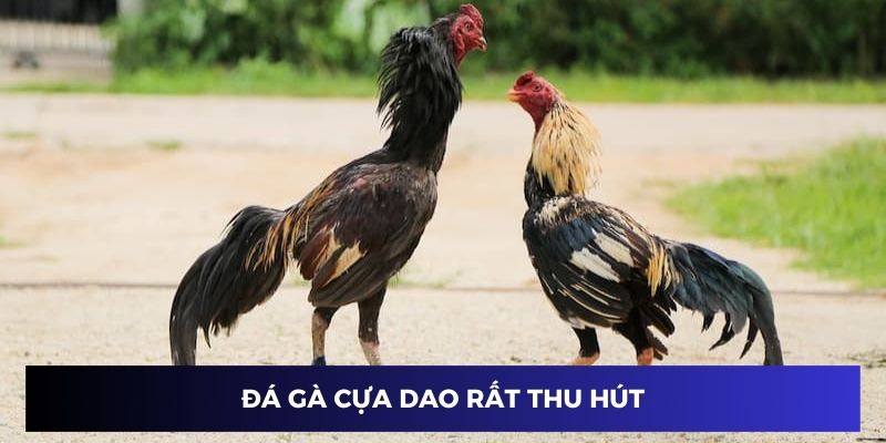 Bộ môn đá gà cựa dao là gì đầy thu hút