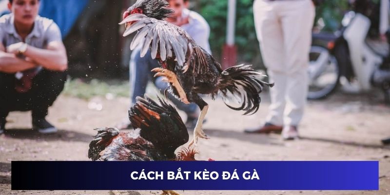 cách bắt kèo đá gà 77win