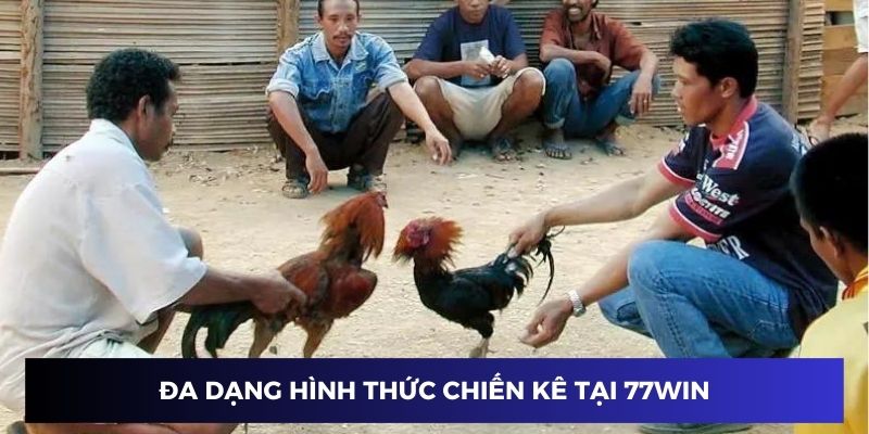 Đa dạng hình thức chiến kê tại 77WIN