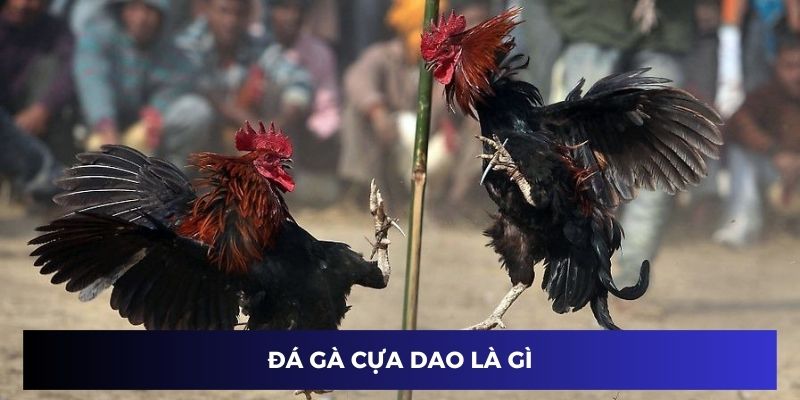 đá gà cựa dao là gì