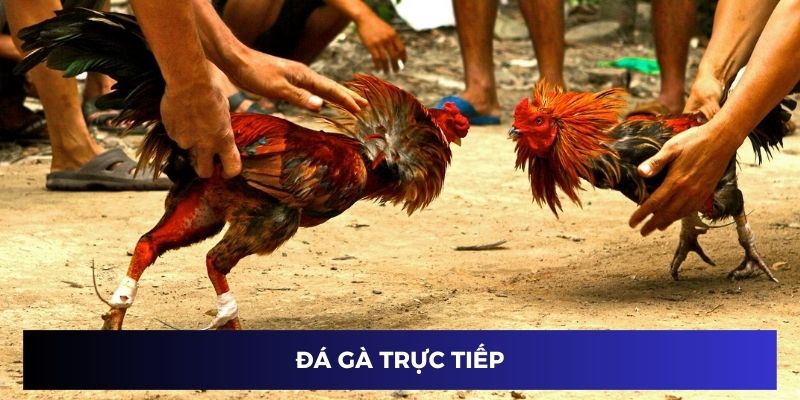 đá gà trực tiếp 77win