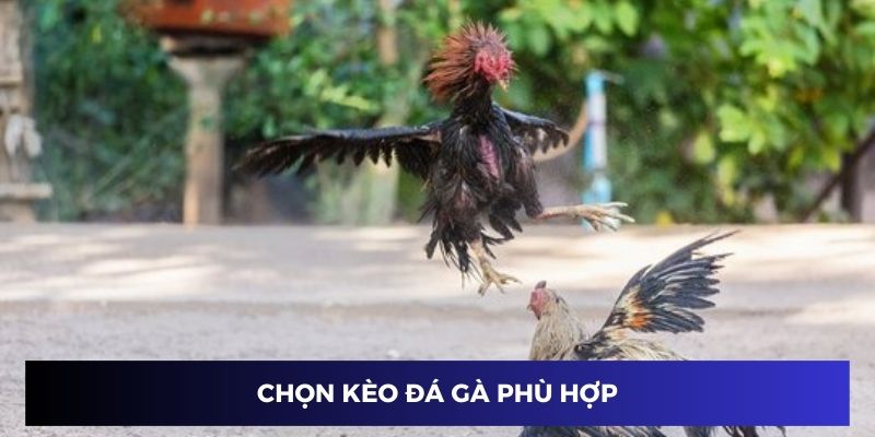 Kèo chọn chiến kê online hợp lý