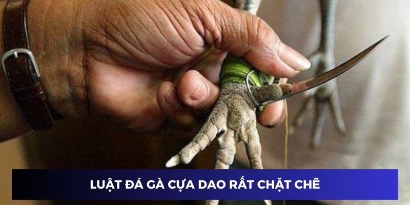 Luật đá gà cựa dao rất chặt chẽ