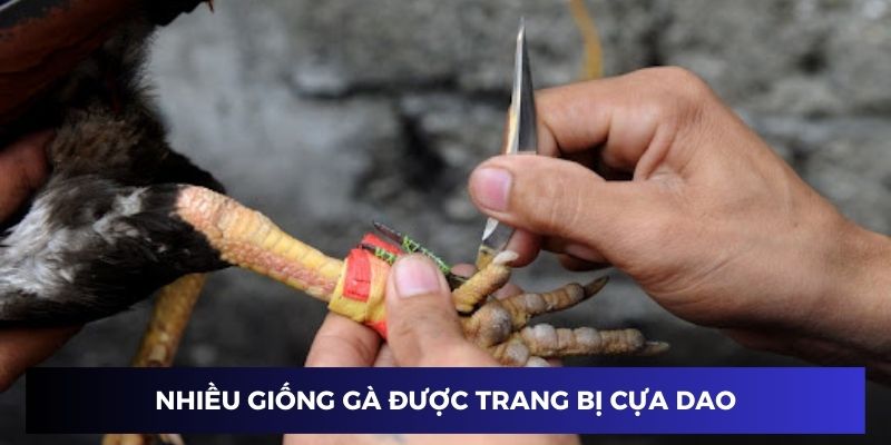 Nhiều giống chiến kê được trang bị cựa dao